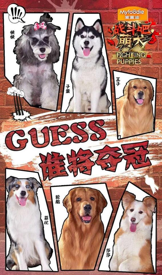 《战斗吧萌犬》狗狗合影.jpg