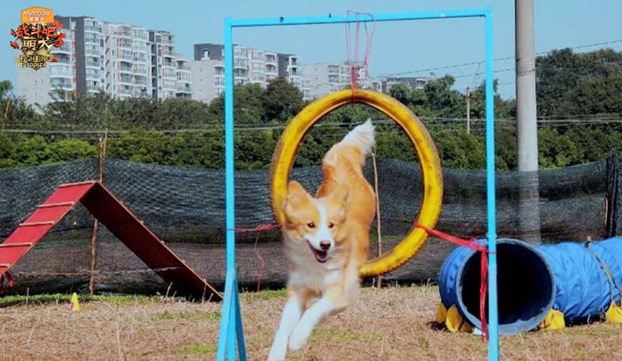 《战斗吧萌犬》节目照.jpg