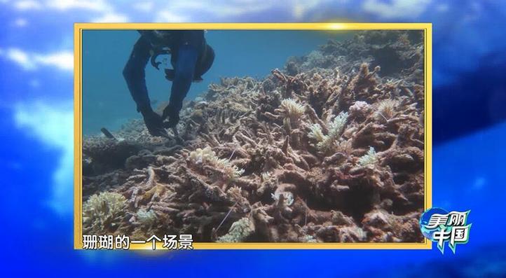热带海洋研究所科研人员正在海底培育珊瑚.jpg