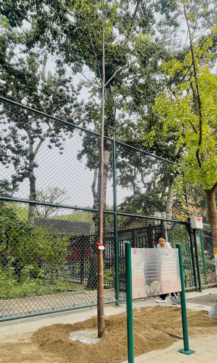 古筝排行榜_你是我的命第2集-高清视频在线观看-芒果TV(2)